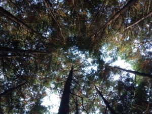 %e9%9b%b2%e3%83%b6%e7%95%91%e9%96%93%e4%bc%90img_1358