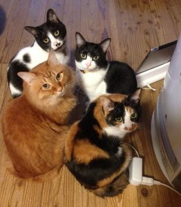 ヒーターの前の団子