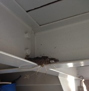 ツバメ 巣作り 5.22