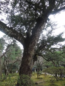 槙　大木　銀閣寺