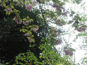 八重桜