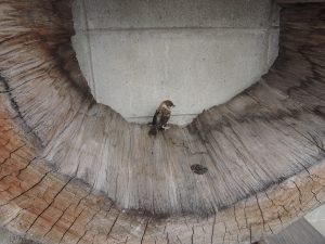 すずめ