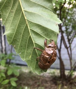 セミ 1号 20080702